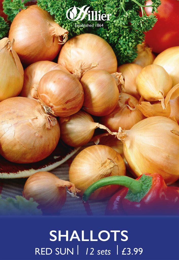 Red Sun Shallot Sets 8718641999363 2